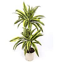 Los mejores  - Dracaena Lemon Lime - 2 troncos - Altura total aprox. 80cm. - Planta viva - (envíos sólo a península)